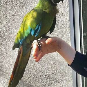 3 Pair Of Military Macaw Parrots For Sale | PostAds PH