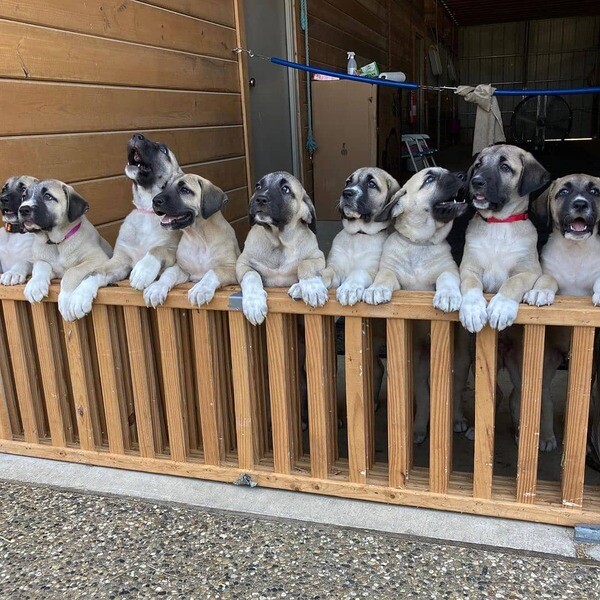 6 Kangal Puppies for sale 