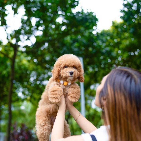 Golden doodle Puppiess
