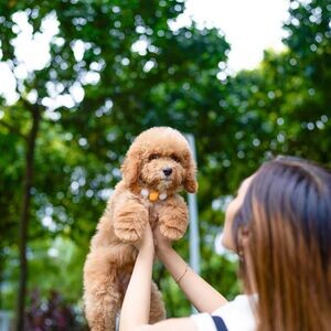 Golden doodle Puppiess | PostAds PH