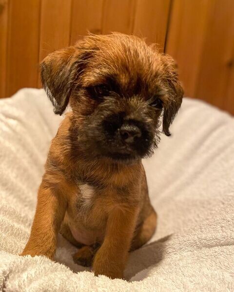 flead Border terrier Available