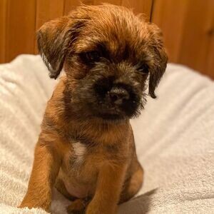 flead Border terrier Available | PostAds PH