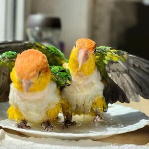 Caique parrots ready available now | PostAds PH