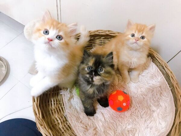  Exotic Shorthair Kittens  