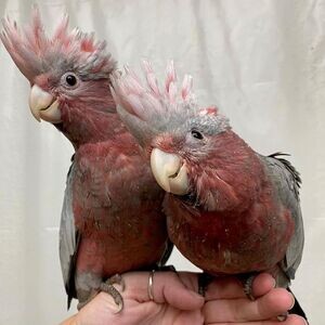 Hand-fed Galah Cockatoo Parrots | PostAds PH