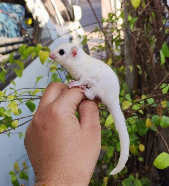 great temperaments Sugar Gliders 
