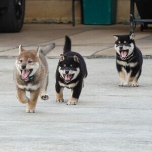 Adorable Shiba Inu puppies. They are 12 weeks old, | PostAds PH