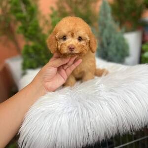 4 Toy Poodle puppies | PostAds PH