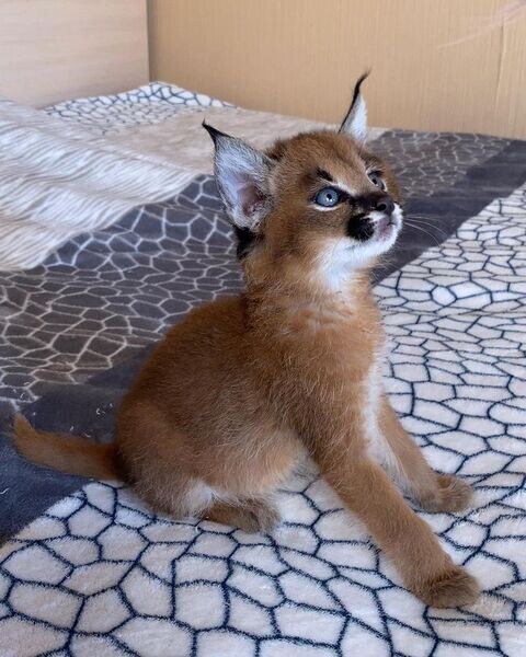 We have a litter of gorgeous Caracal kittens. 