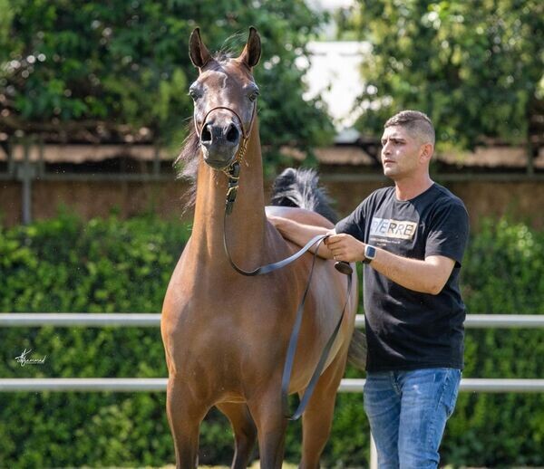 gelding purebred Arabian Horses   