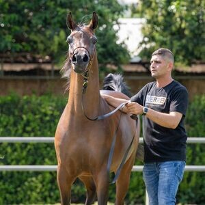 gelding purebred Arabian Horses | PostAds PH