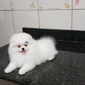 Pomeranian puppies socialized with children available | PostAds PH