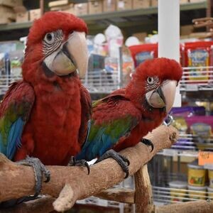 two Scarlet Macaw Parrots | PostAds PH