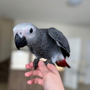Easy to handle Talking African Grey Parrots | PostAds PH