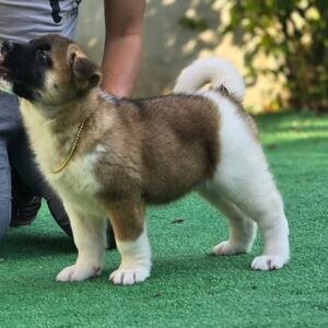 socialized Akita Puppies Available Now | PostAds PH