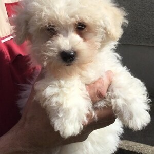 socialized Bichon Frise Puppies | PostAds PH