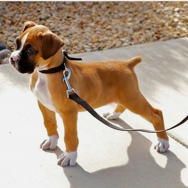  Boxer Puppiess
