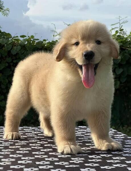 family pets Golden Retriever Puppies 