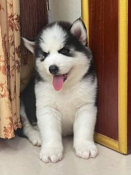  Siberian husky healthy puppies available   