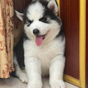 Siberian husky healthy puppies available | PostAds PH