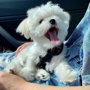 charming Maltese Puppies | PostAds PH