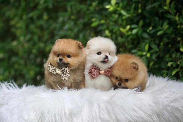 4 Trained Teacup Pomeranian Puppies   