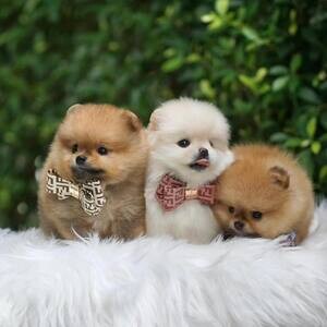 4 Trained Teacup Pomeranian Puppies | PostAds PH