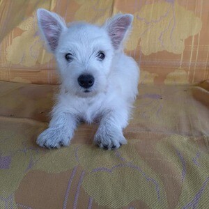 white West Highland Terrier Puppies | PostAds PH