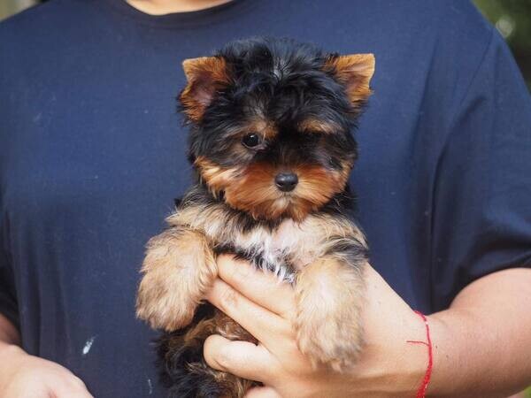 beautiful Yorkie Puppies 