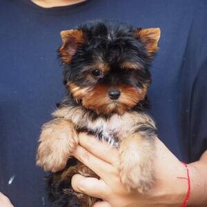 beautiful Yorkie Puppies | PostAds PH