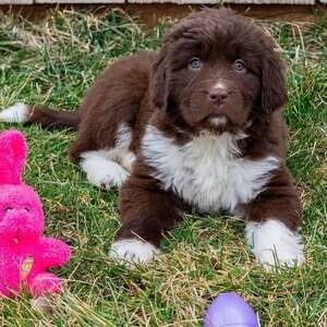 4 Newfoundland puppies | PostAds PH