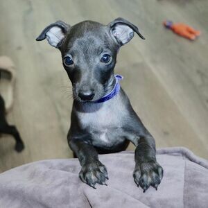 Italian Greyhound socialized puppies | PostAds PH