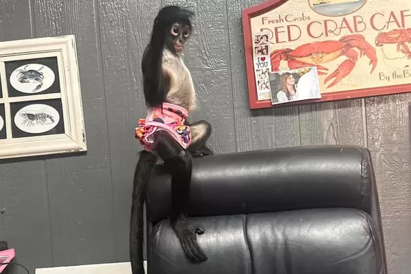 We now have three Spider Monkeys ready to leave to loving home 