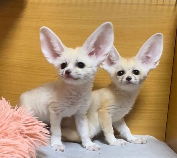  three Fennec Foxes for sale 