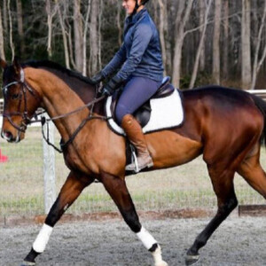 6 years old Thoroughbred Gelding | PostAds PH