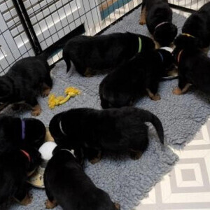 Gorgeous Big Rottweiler Puppies For sale | PostAds PH