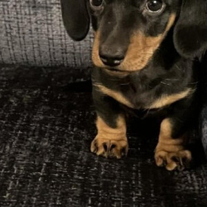 Adorable Dachshund puppy | PostAds PH
