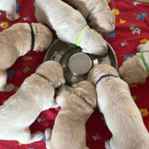 Gorgeous Litter of Golden Retrievers | PostAds PH