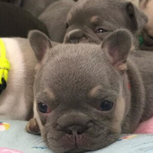 Adorable French Bulldog Puppies Looking for Loving Homes! | PostAds PH