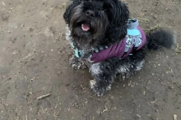 Dog Walker, Pet sitter, Pet