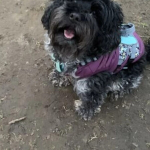 Dog Walker, Pet sitter, Pet | PostAds PH