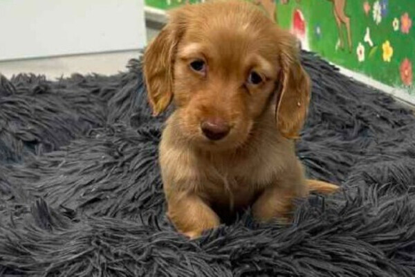 Pedigree Dachshund puppies