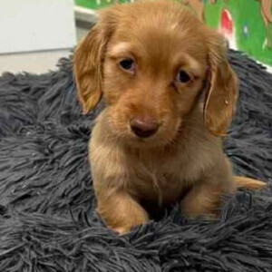 Pedigree Dachshund puppies | PostAds PH