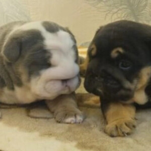 English Bulldog Puppies, Blue & Tan, Blue & White For Sale | PostAds PH