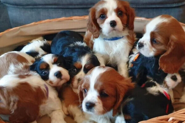 cavalier king charle ready for a good home