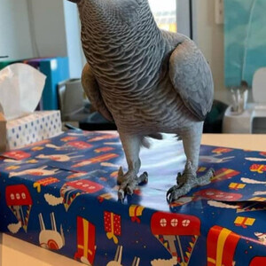 Female African Grey Talks and Friendly | PostAds PH