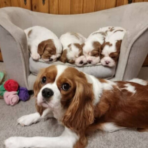 Available cavalier king charles spaniel puppies | PostAds PH