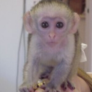 Top quality baby capuchin monkeysss | PostAds PH