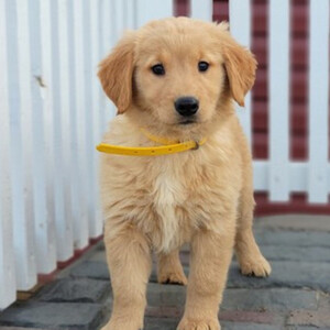 Beautiful Golden Retriever Puppies | PostAds PH