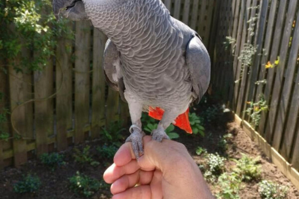 Grey parrot